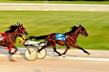 trotting betting site - best online trotting betting